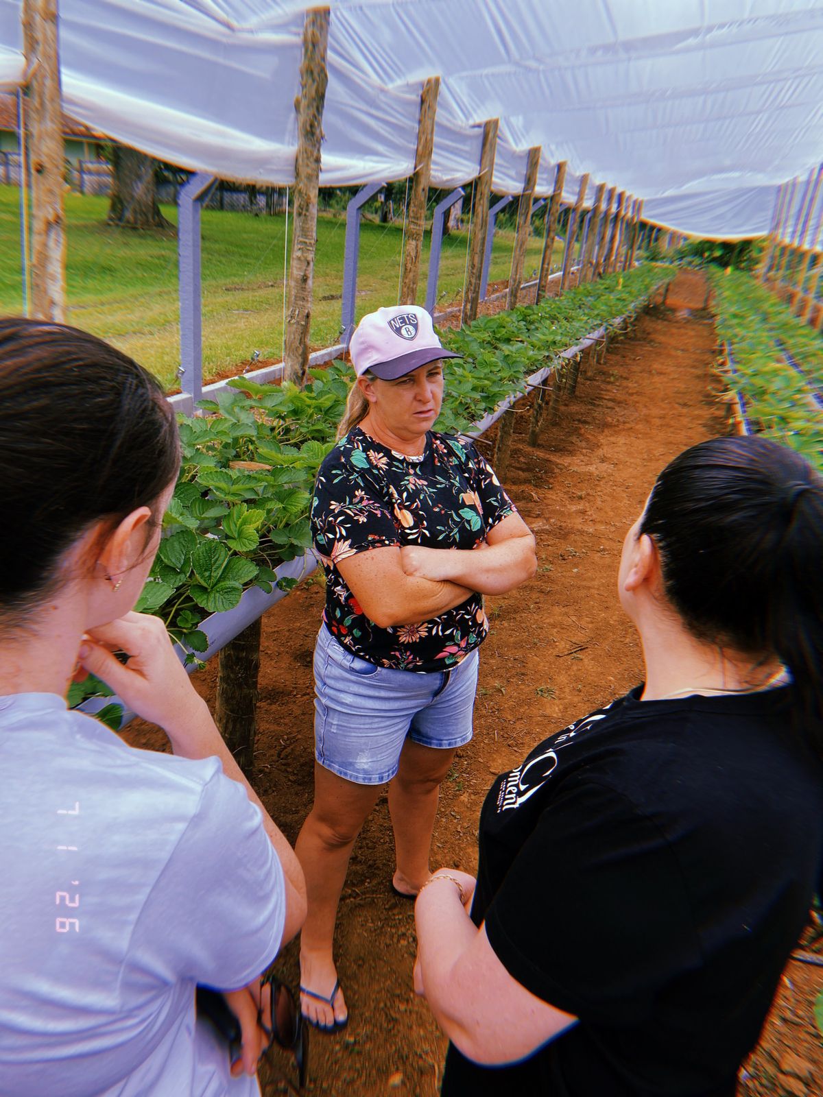 Produção de morangos orgânicos no turismo rural de São Mateus do Sul