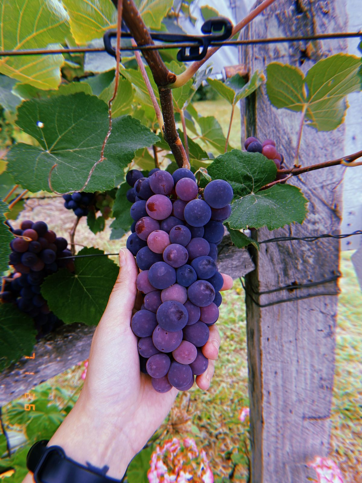 Vinícola e parreral na zona rural de São Mateus do Sul, tradição na produção de vinhos coloniais
