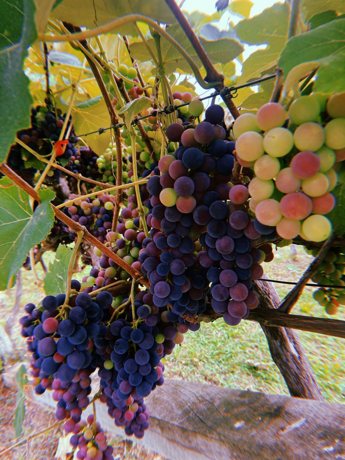 Doces coloniais e compotas artesanais produzidos pelas famílias de descendência polonesa